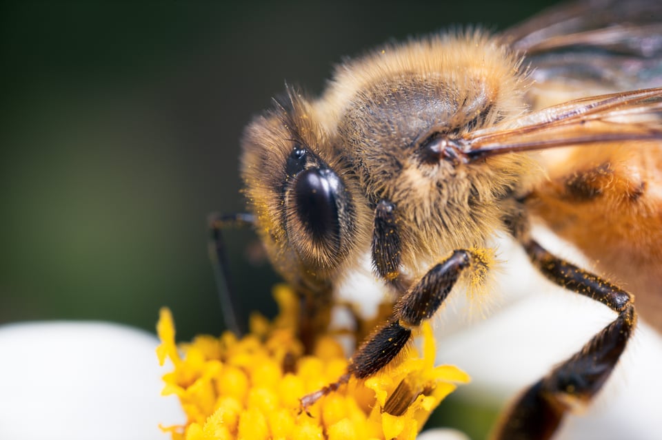 Venus Optics Laowa 25mm f2.8 2.5-5x Ultra Macro Sample Image of Bee