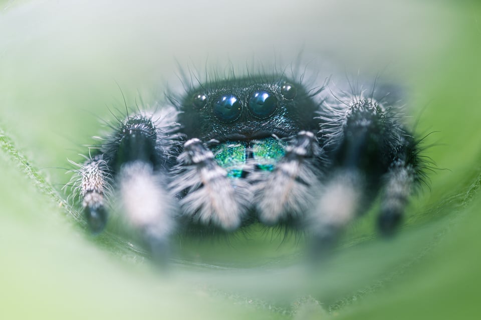 Venus Optics Laowa 25mm f2.8 2.5-5x Ultra Macro Sample Image of Jumping Spider