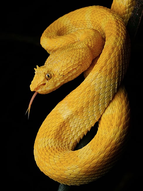 eyelash viper is very beautiful snakes are misunderstood