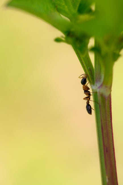 Ant Walking on Stem of Grass Macro Photo