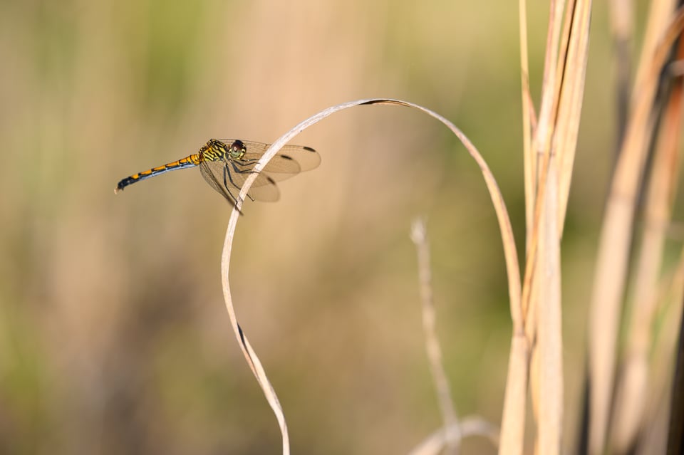 Close-up Photo of Dragonfly on Plant
