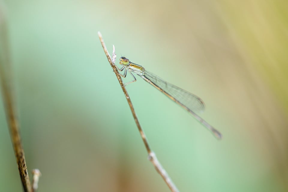 Damselfly Close-Up Photo