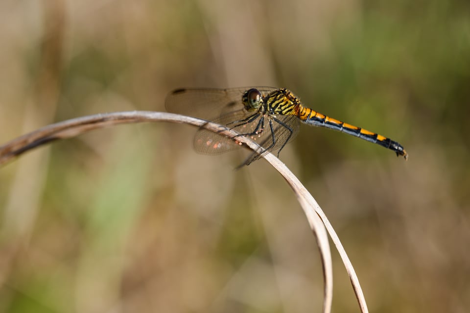 Dragonfly photo with busy, distracting background and bad bokeh