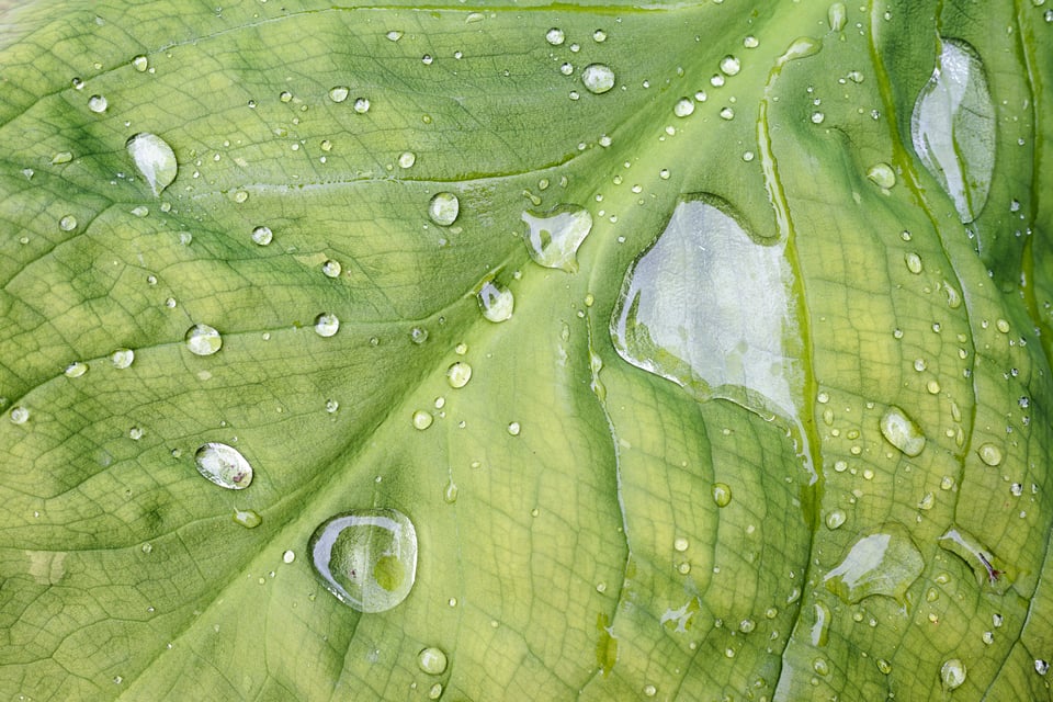 Leaf up close with drops of water