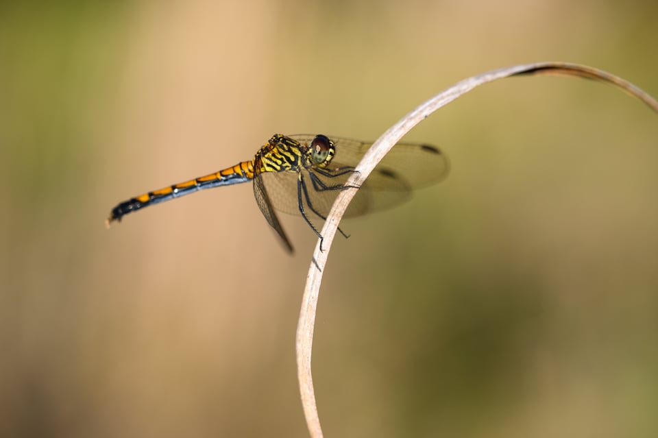Macro photo of dragonfly with beautiful background texture