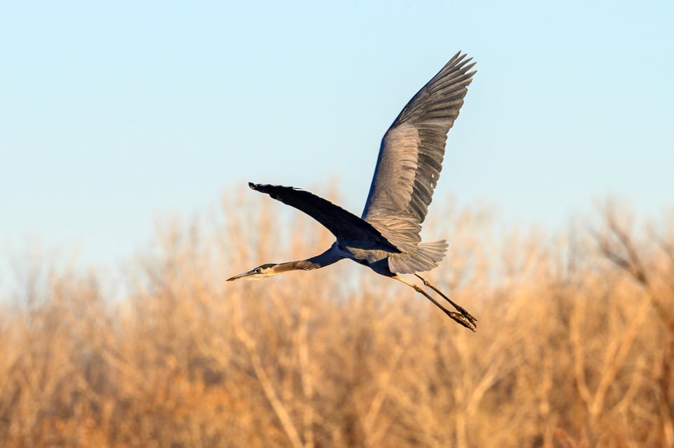 Nikon Z6 II Image Sample #7