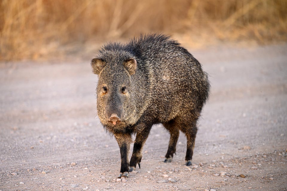 Javelina. Captured with Nikon Z 70-200mm f/2.8 S lens.