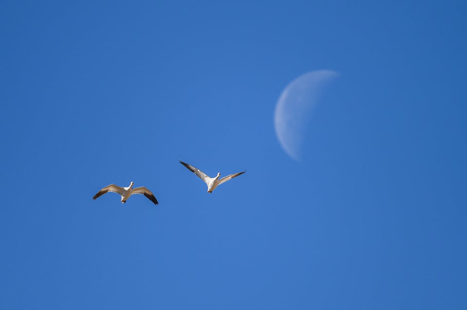 Nikon-Z6-II-Image-Sample-Birds-and-moon