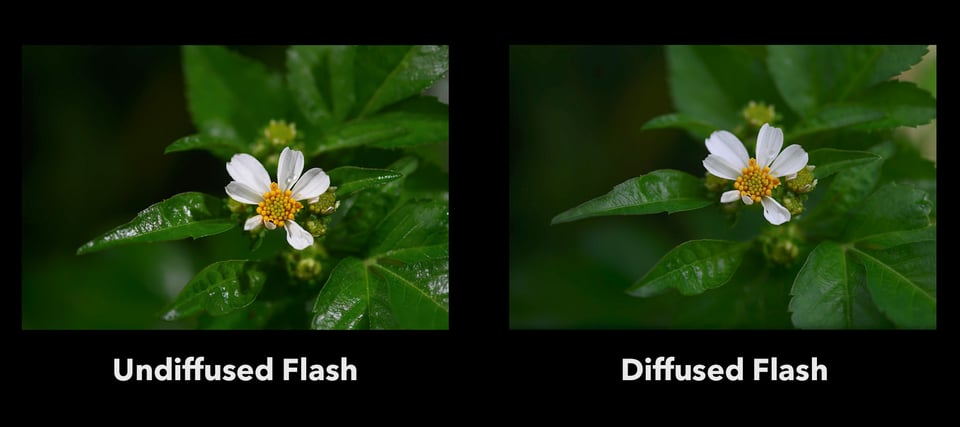 Regular Flash vs Diffused Flash Comparison
