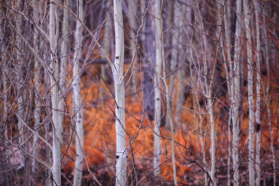Sample Photo of Aspen Trees with Nikon 70-200mm f4G with FTZ adapter on Nikon Z7