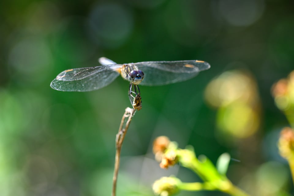 Sigma 105mm Macro with Nikon Z7