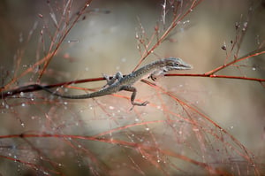 Brown-Anole Lizard Macro