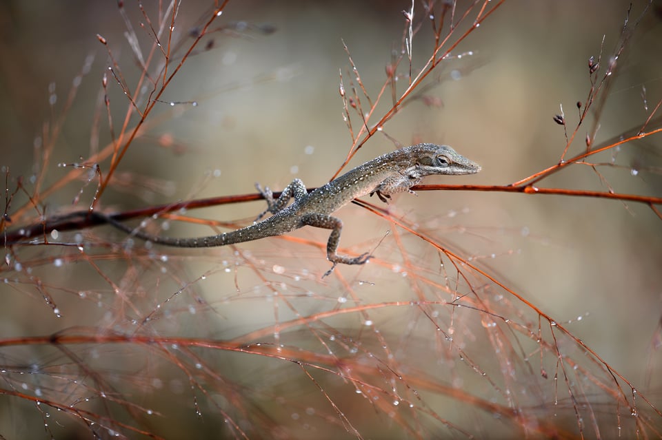 Macro photo of a brown anole lizard by Spencer Cox