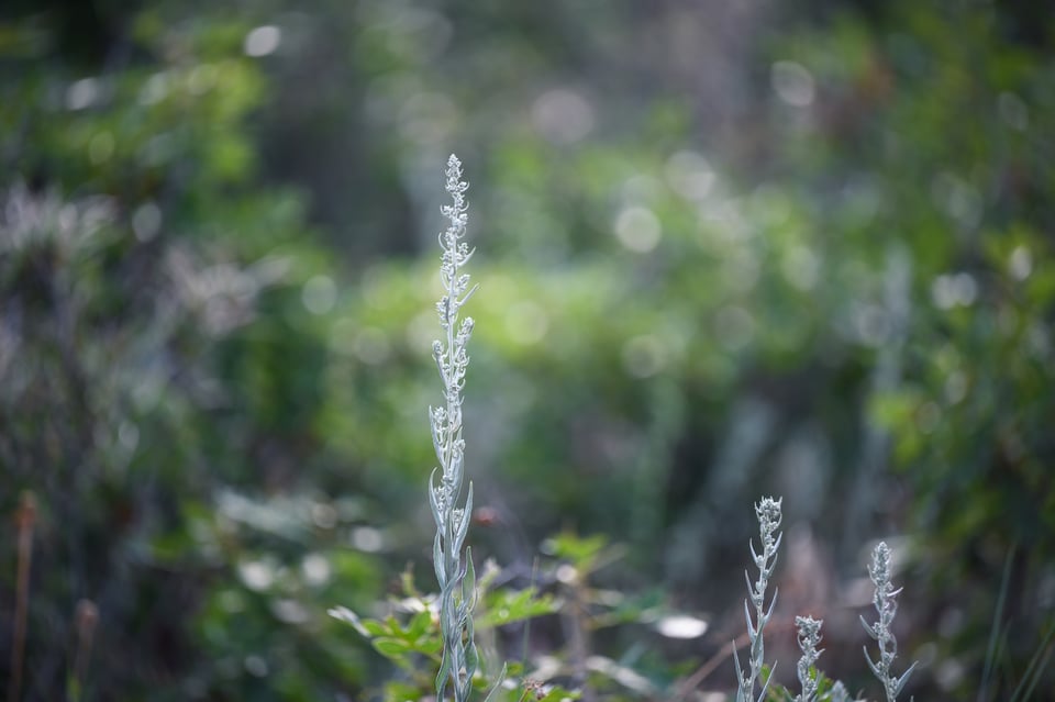 Nikon Z 70-200mm f2.8 Bokeh