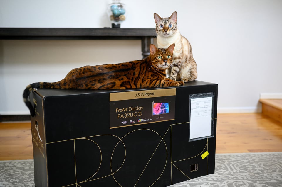 ASUS ProArt PA32UCG Monitor with Cats Enjoying it