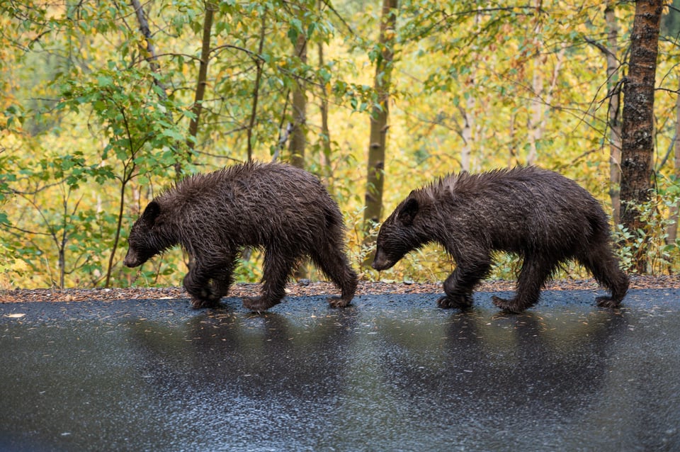 Nikon Z6 with 24-70mm f4 S Sample Photo of Bear Cubs