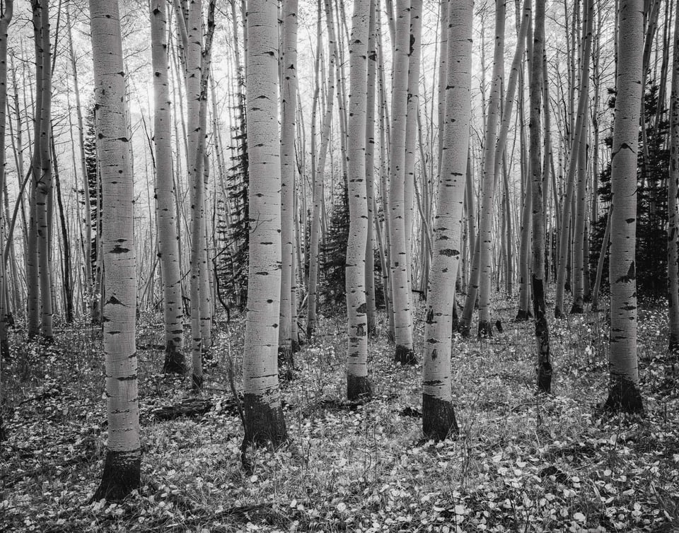 11x14 Aspen Trunks Photo