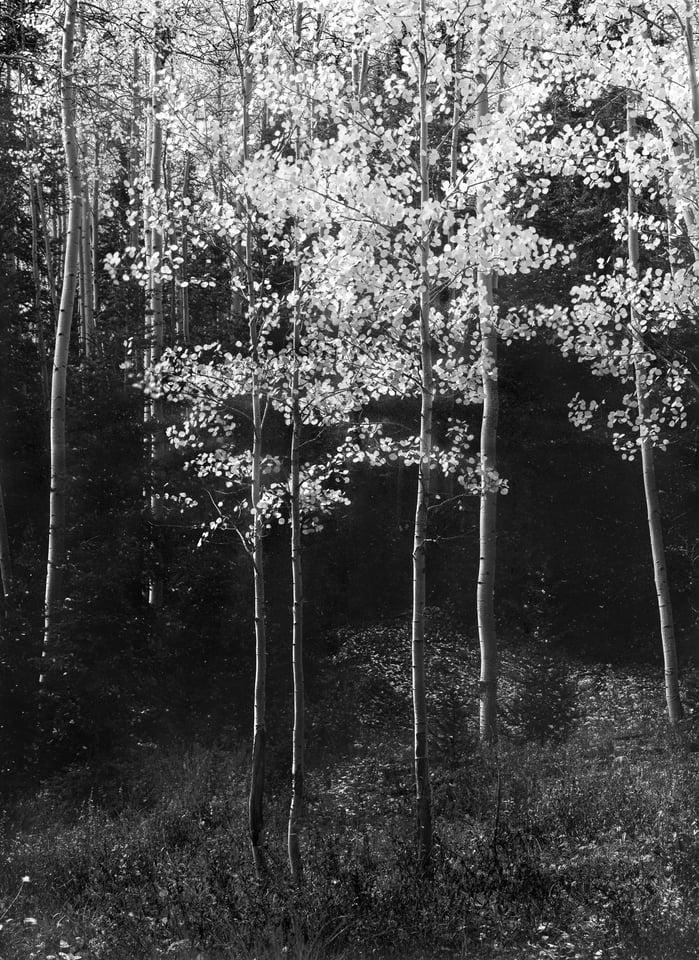 11x14 Aspens Landscape Photo