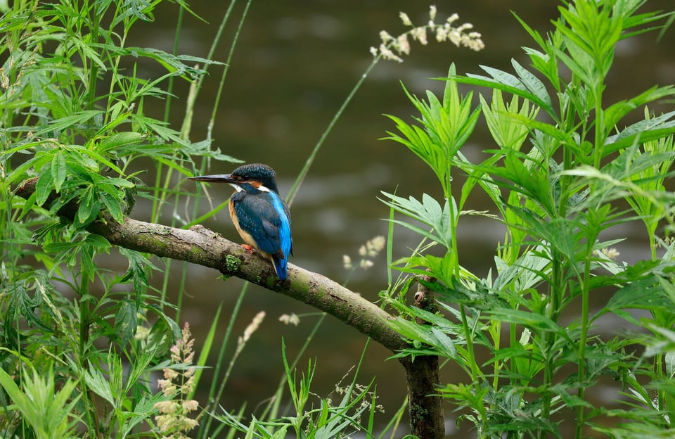 Canon RF 100-400mm f5.6-8 Official Sample Wildlife Image