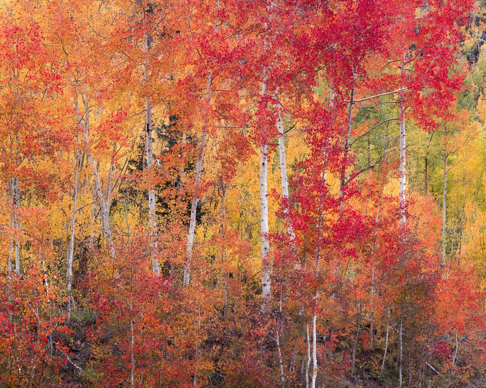 Fall Colors Abstract with 4x5 Camera