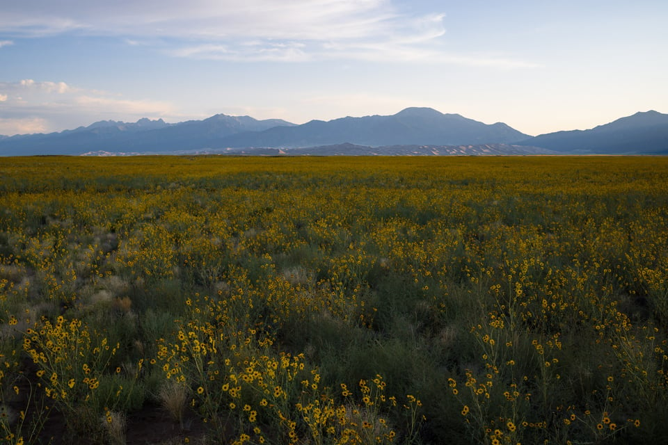 Flowers before foreground brightening