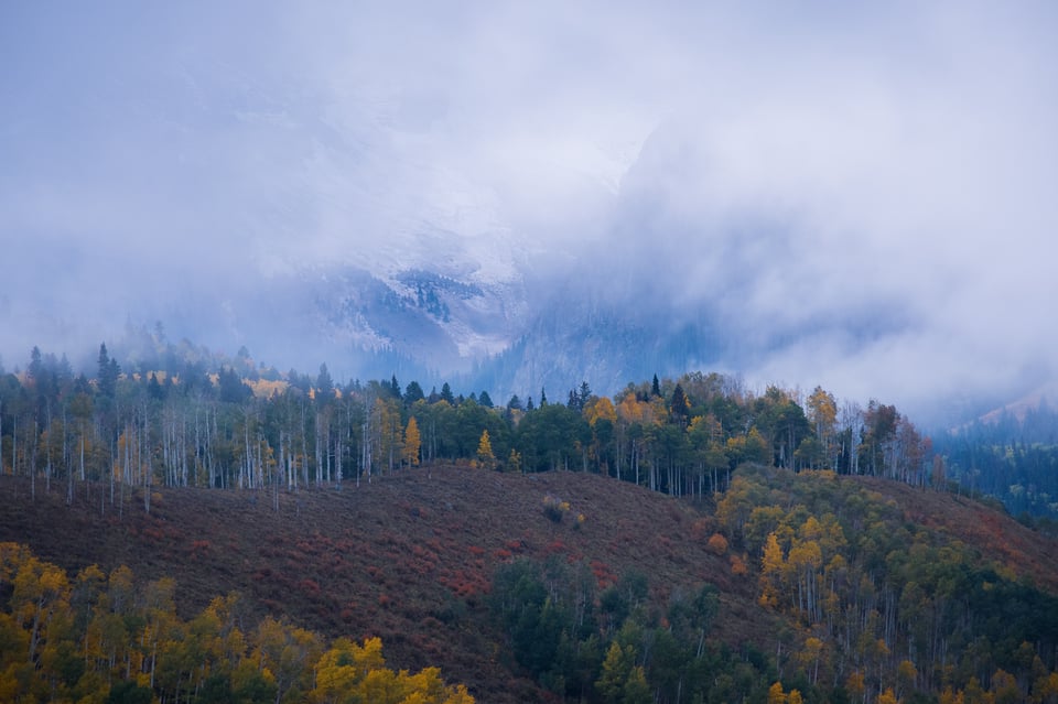 Telephoto Aspens in Fog 2