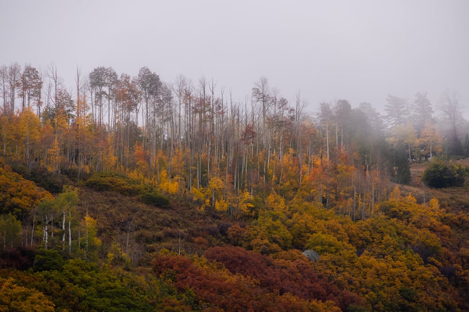 Telephoto Aspens in the Fog 1