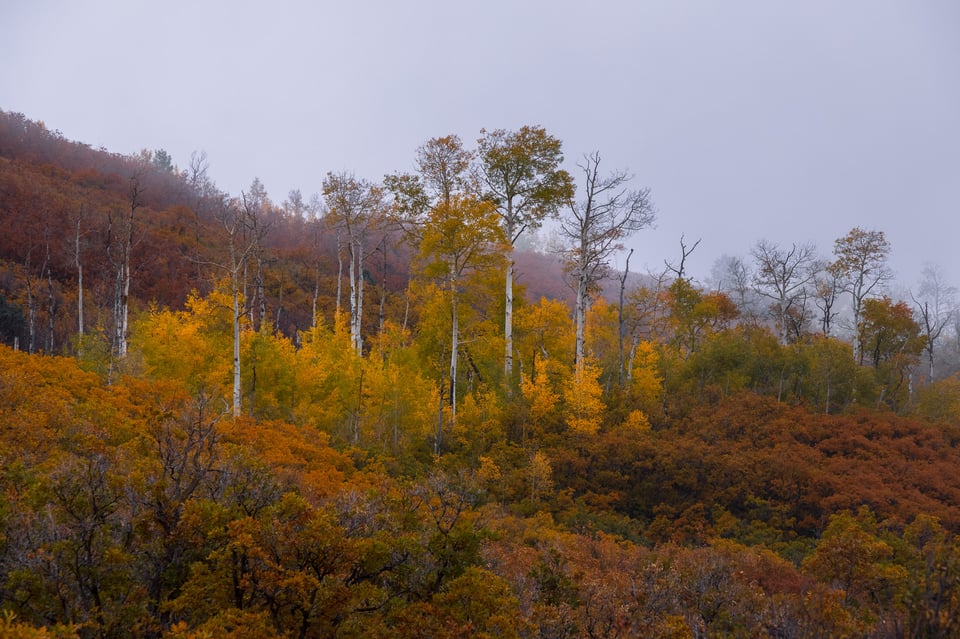 Telephoto Aspens in the Fog 3