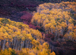 2021 Aspen Details from Sneffels Overlook