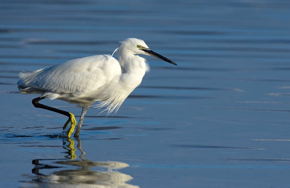 Little Egret #1