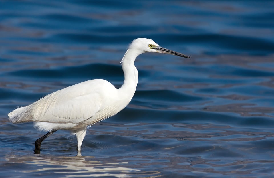 Little Egret #2