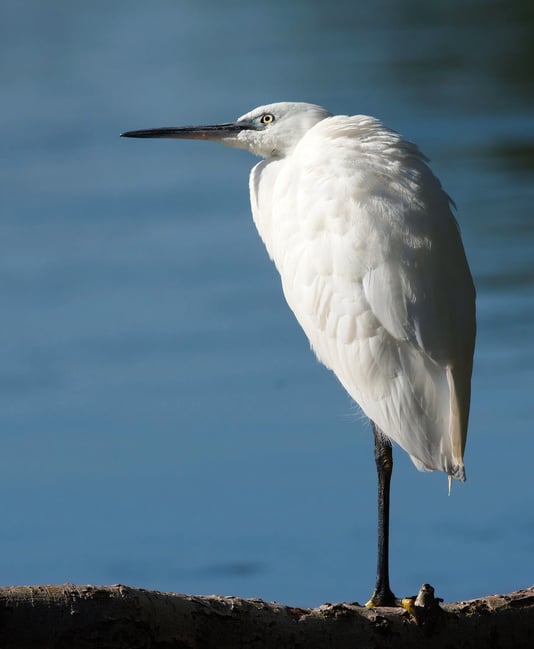 Little Egret #3