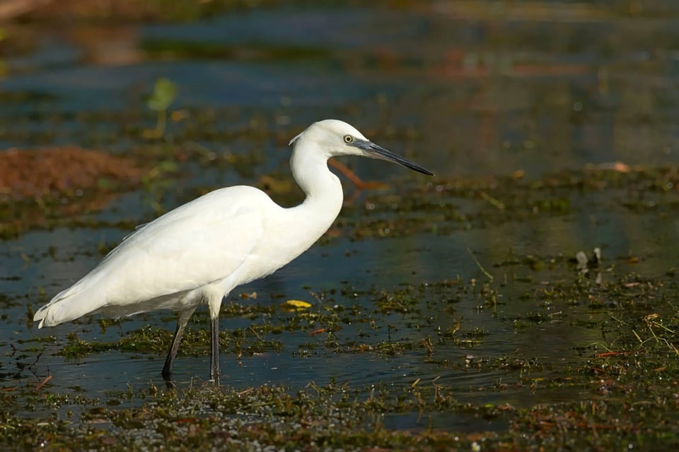 Little Egret #4