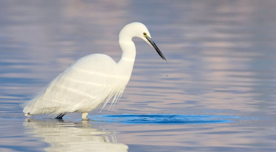 Little Egret #5