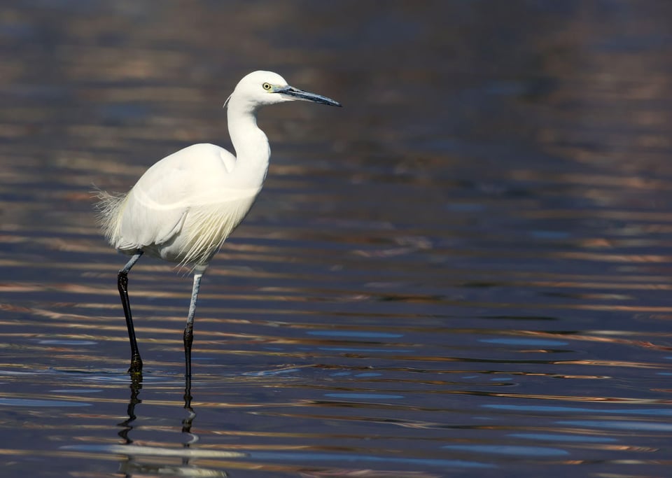 Little Egret #6