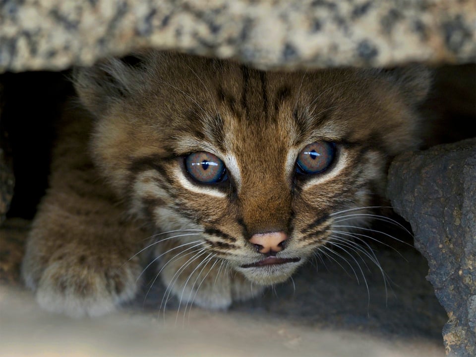 Bobcat kitten in shadow, taken with Olympus camera