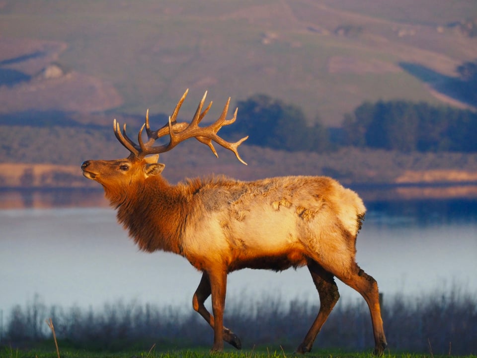 Elk wildlife photo taken in aperture priority with camera settings that give a sharp photo