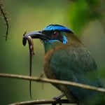 mot mot eating a lizard sharp i used single point autofocus