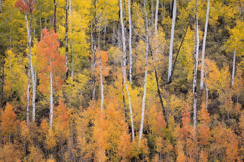 Photo of a Forest with a Telephoto Lens