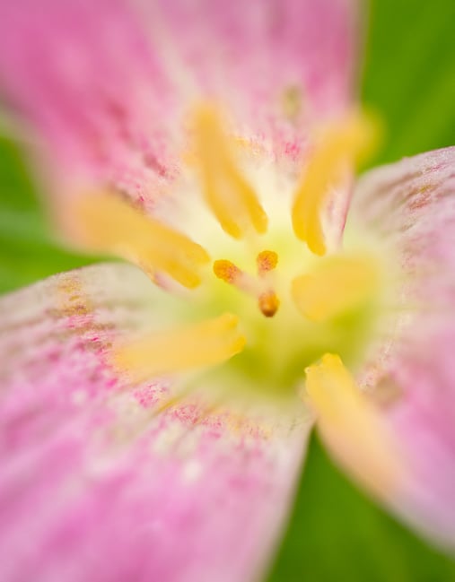 90mm macro