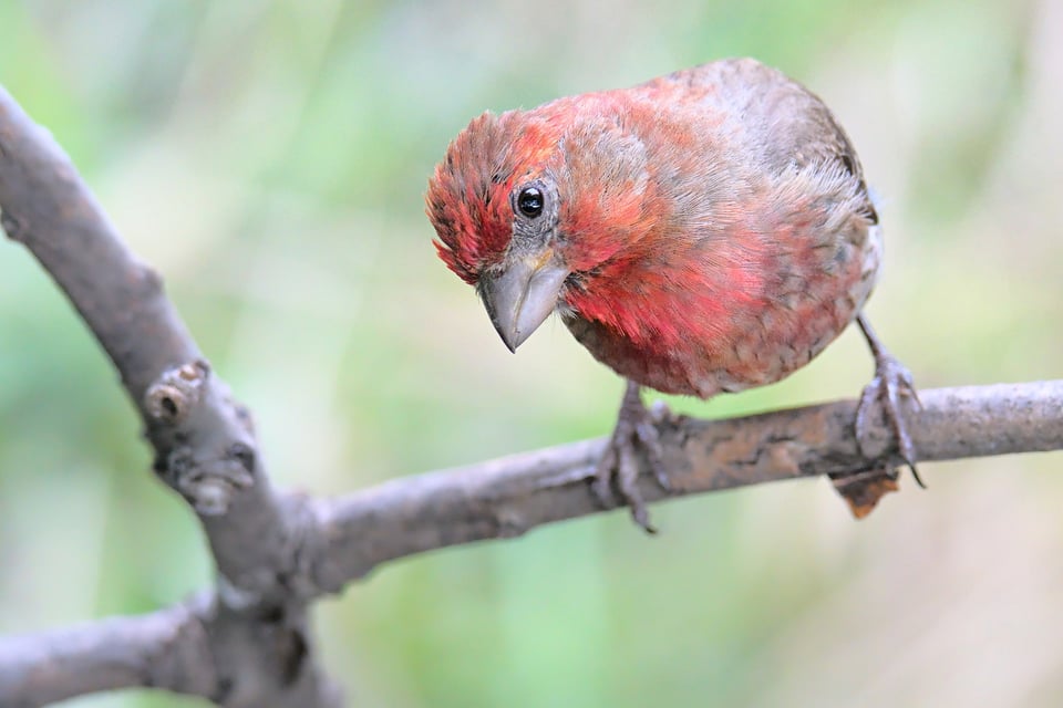 House Finch