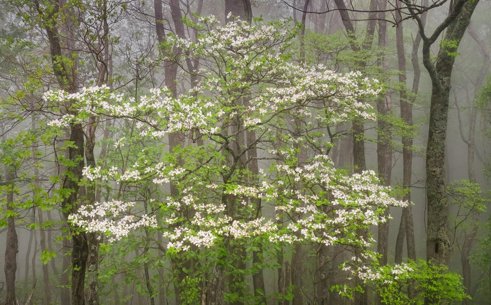 Dogwood in rainy foggy forest