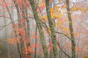 Rainy fall forest