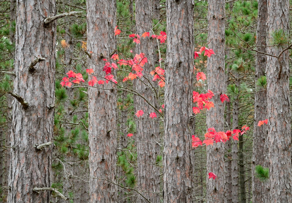 Vellow remote fall leaves