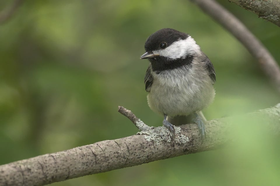 Black Capped Chickadee