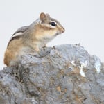 jpolak_2021_12_23_bback_chipmunk