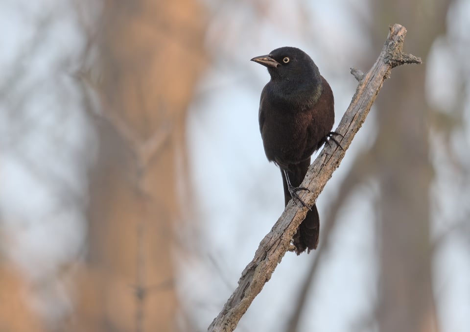 Grackle