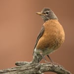 American Robin