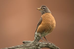 American Robin