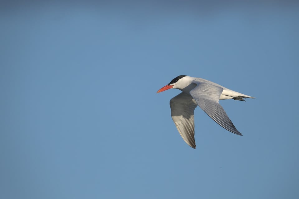 Caspian Tern